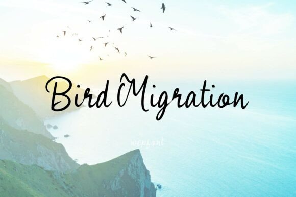 Bird Migration Font for Elegant Business Branding